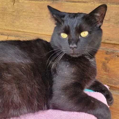 Zorro, Noir✔ Stérilisé✔ Identifié✔ VaccinéTesté male Mixed Breed for adoption at Chats du Parisis, Montigny-lès-Cormeilles