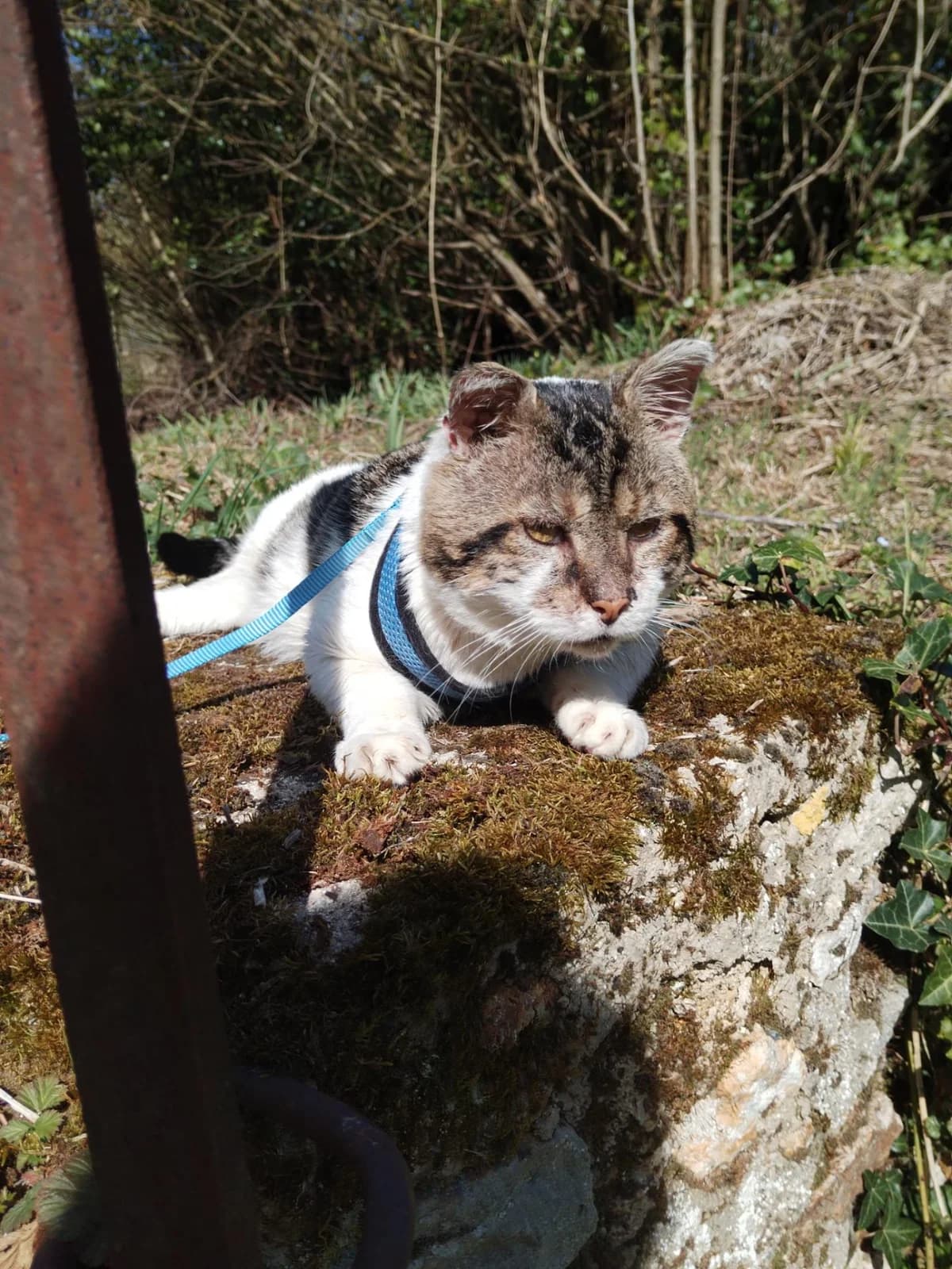 Date de dernière mise à jour, young Mixed Breed for adoption at Chats Sans Toi de l