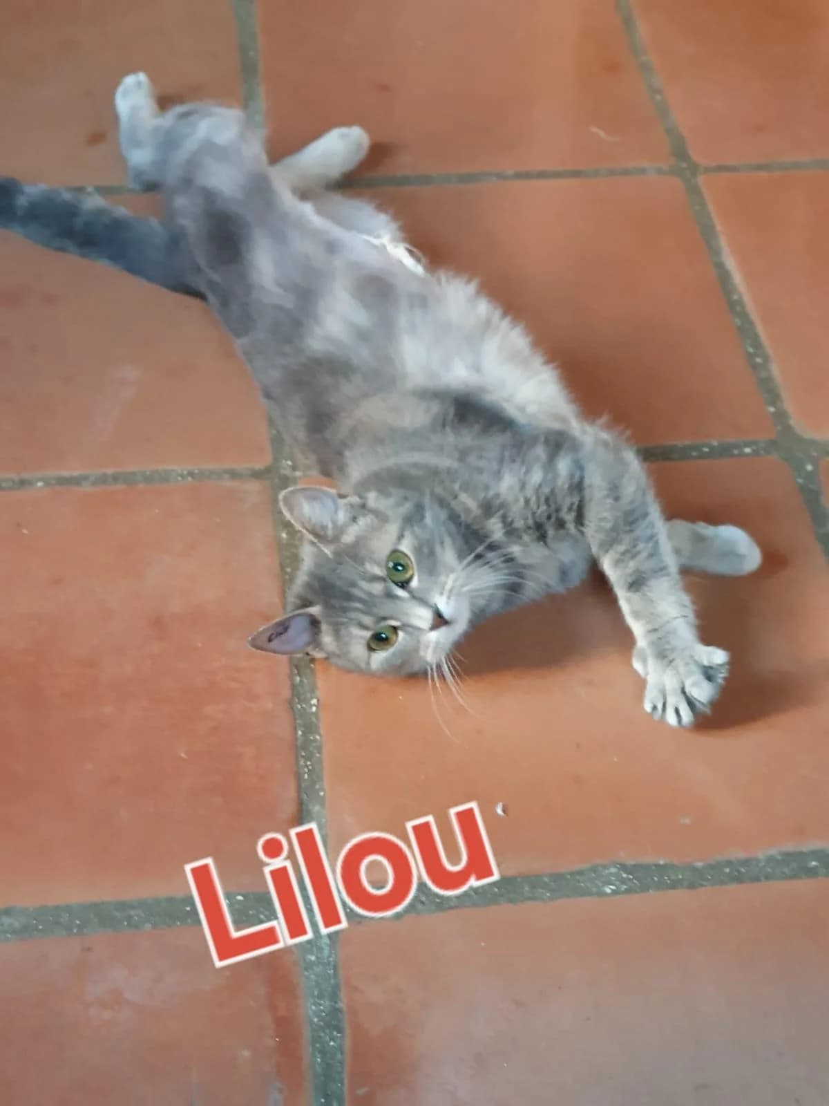 Merci pour vos partages, male Mixed Breed for adoption at Chats Sans Toi de l