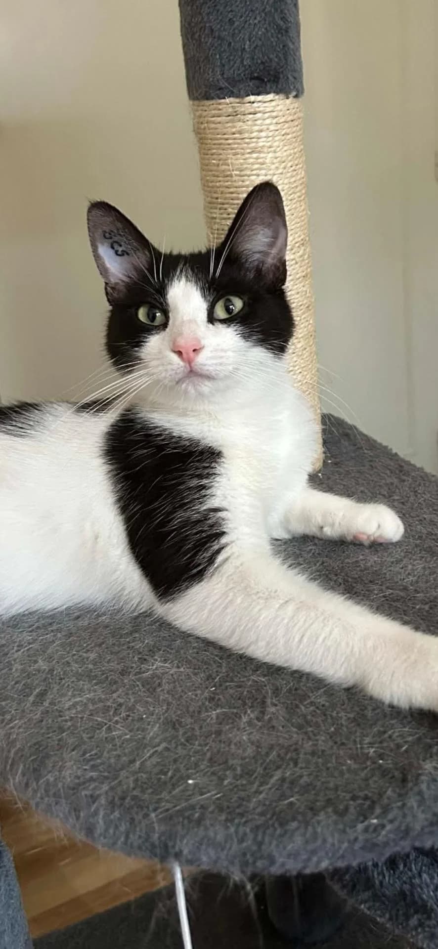 Moi cest Caline, female young Mixed Breed for adoption at Chats Sans Toi de l