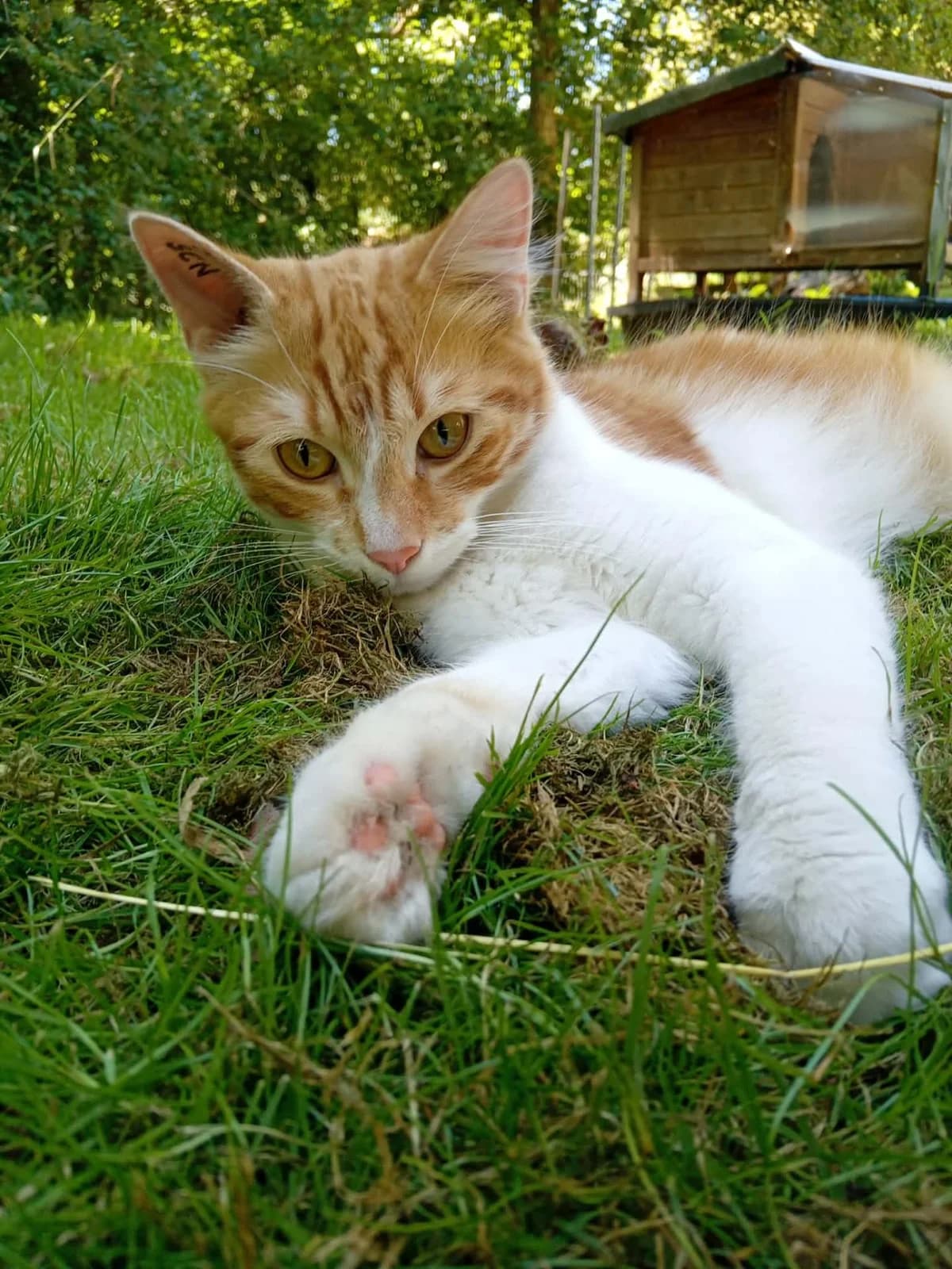URGENT, female young Mixed Breed for adoption at Chats Sans Toi de l