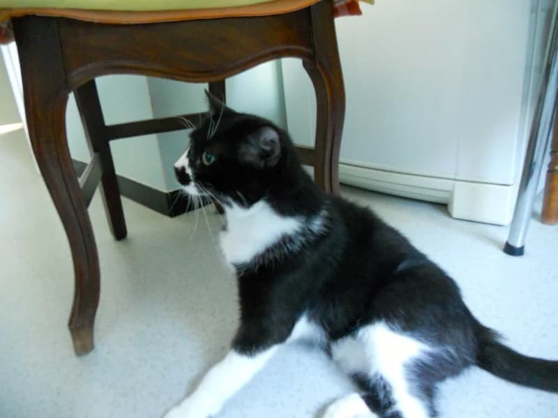 Liv, female young Mixed Breed for adoption at Association Les Chats Vagabonds