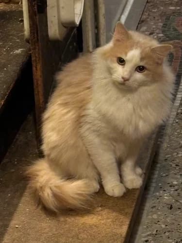 Ulysse, male Mixed Breed for adoption at Les Chats du Gâtinais