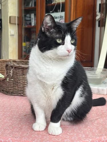 Agamemnon (dit Boubou), male Mixed Breed for adoption at Les Chats du Gâtinais