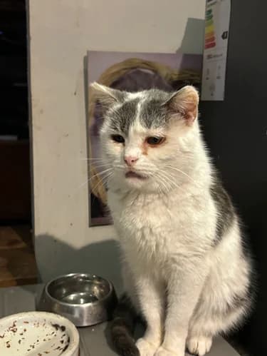 Calypso, female Mixed Breed for adoption at Les Chats du Gâtinais