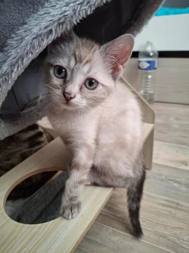 IRIS, female puppy Mixed Breed for adoption at Les Chats du Gâtinais