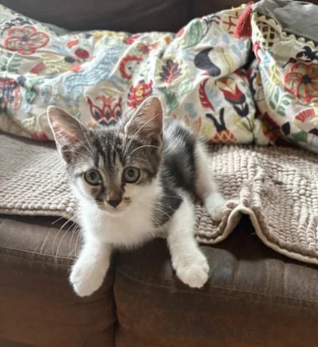 TROUILLETTE, female puppy Mixed Breed for adoption at Les Chats du Gâtinais
