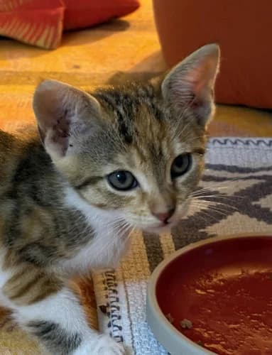 Louisette, female puppy Mixed Breed for adoption at Les Chats du Gâtinais