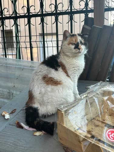 Daphné, female Mixed Breed for adoption at Les Chats du Gâtinais