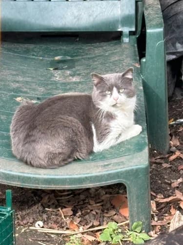 Pollux, male Mixed Breed for adoption at Les Chats du Gâtinais