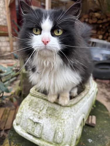 Hélène, female Mixed Breed for adoption at Les Chats du Gâtinais