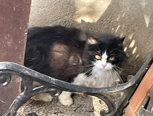 Hélène, female Mixed Breed for adoption at Les Chats du Gâtinais