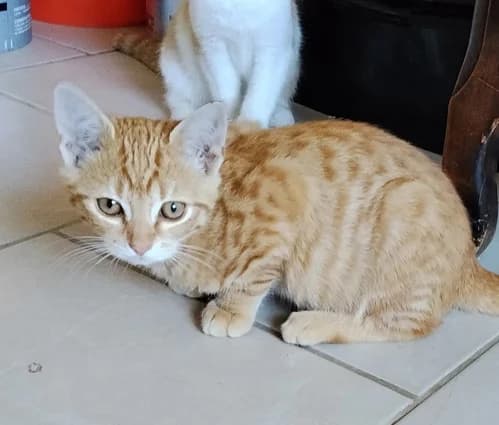 BOB, robe solaire et spectaculaire, male puppy Mixed Breed for adoption at Les Chats du Gâtinais
