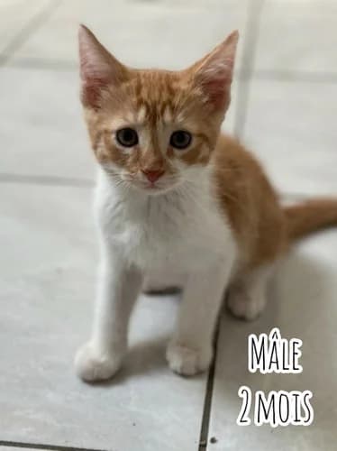 Heraklite, male puppy Mixed Breed for adoption at Les Chats du Gâtinais