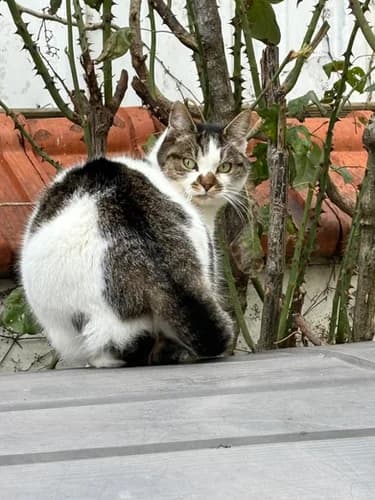 Ariane, female Mixed Breed for adoption at Les Chats du Gâtinais