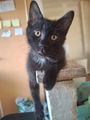 PEPERE, male puppy Mixed Breed for adoption at Les Chats du Gâtinais