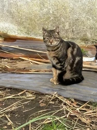 Isis, female Mixed Breed for adoption at Les Chats du Gâtinais