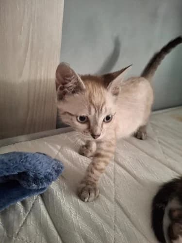 MOON, female puppy Mixed Breed for adoption at Les Chats du Gâtinais