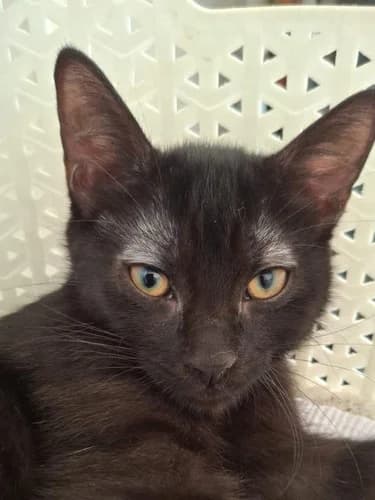LUNA, male puppy Mixed Breed for adoption at Les Chats du Gâtinais