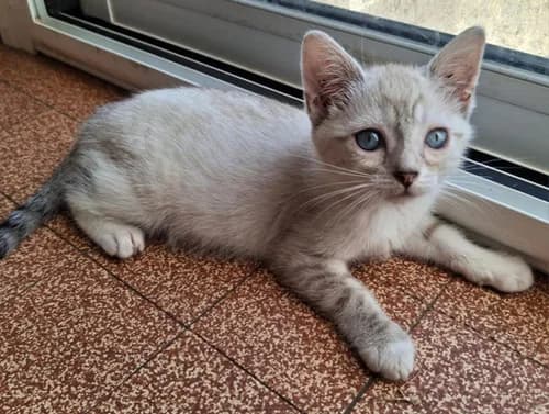 SIAM, female puppy Mixed Breed for adoption at Les Chats du Gâtinais