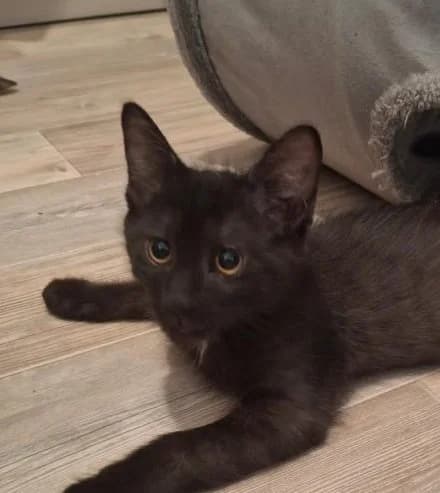 ARLO, male puppy Mixed Breed for adoption at Les Chats du Gâtinais