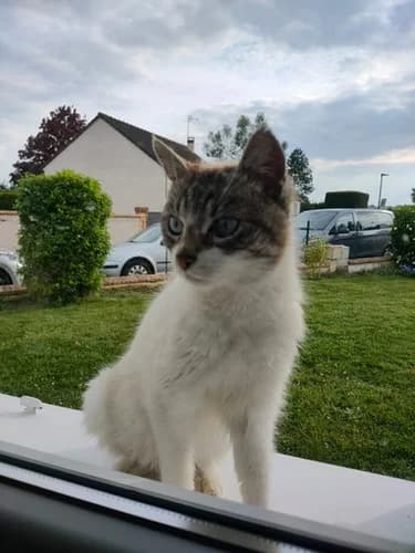 Aphrodite, female Mixed Breed for adoption at Les Chats du Gâtinais