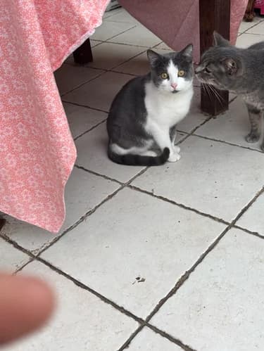 Adonis, male Mixed Breed for adoption at Les Chats du Gâtinais