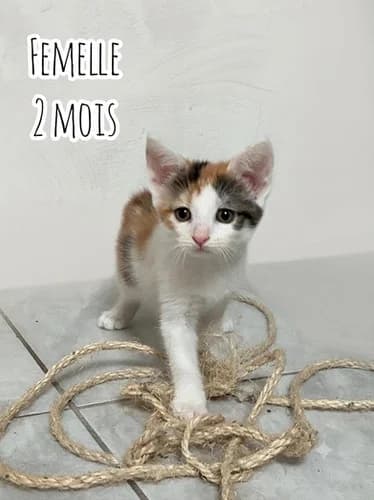 Esther, female puppy Mixed Breed for adoption at Les Chats du Gâtinais