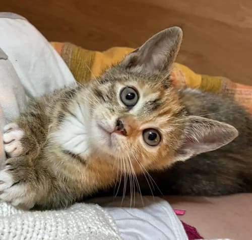 Hunter, female puppy Mixed Breed for adoption at Les Chats du Gâtinais