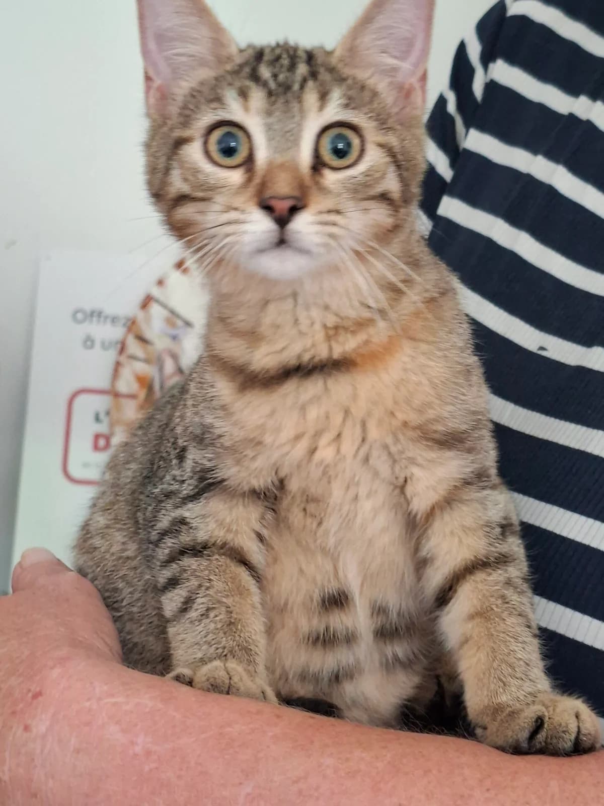 Horace, female puppy Mixed Breed for adoption at Ecole du Chat Libre du Parisis