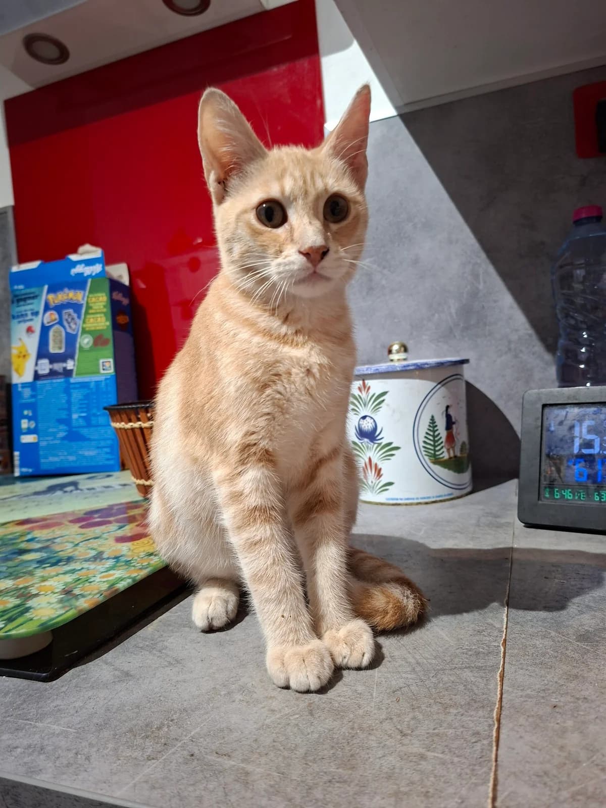 Sinou, male puppy Mixed Breed for adoption at Ecole du Chat Libre du Parisis