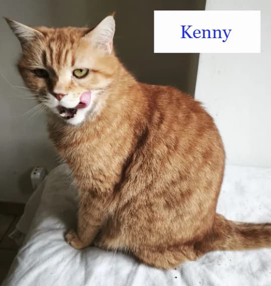 KENNY, male 7yo Mixed Breed for adoption at Chats là là de Valréas
