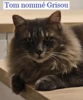 TOM nommé GRISOU, male 4yo Mixed Breed for adoption at Chats là là de Valréas