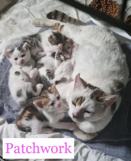 PATCHWORK, female Mixed Breed for adoption at Chats là là de Valréas