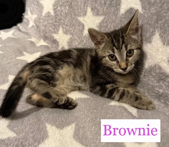 BROWNIE, female puppy Mixed Breed for adoption at Chats là là de Valréas