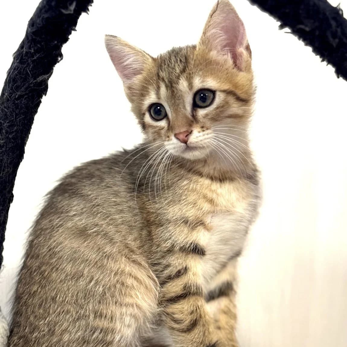 Adonis et Arès, Mixed Breed for adoption at Les Chats Libres de Nîmes Agglo, les chats libres de nimes agglo