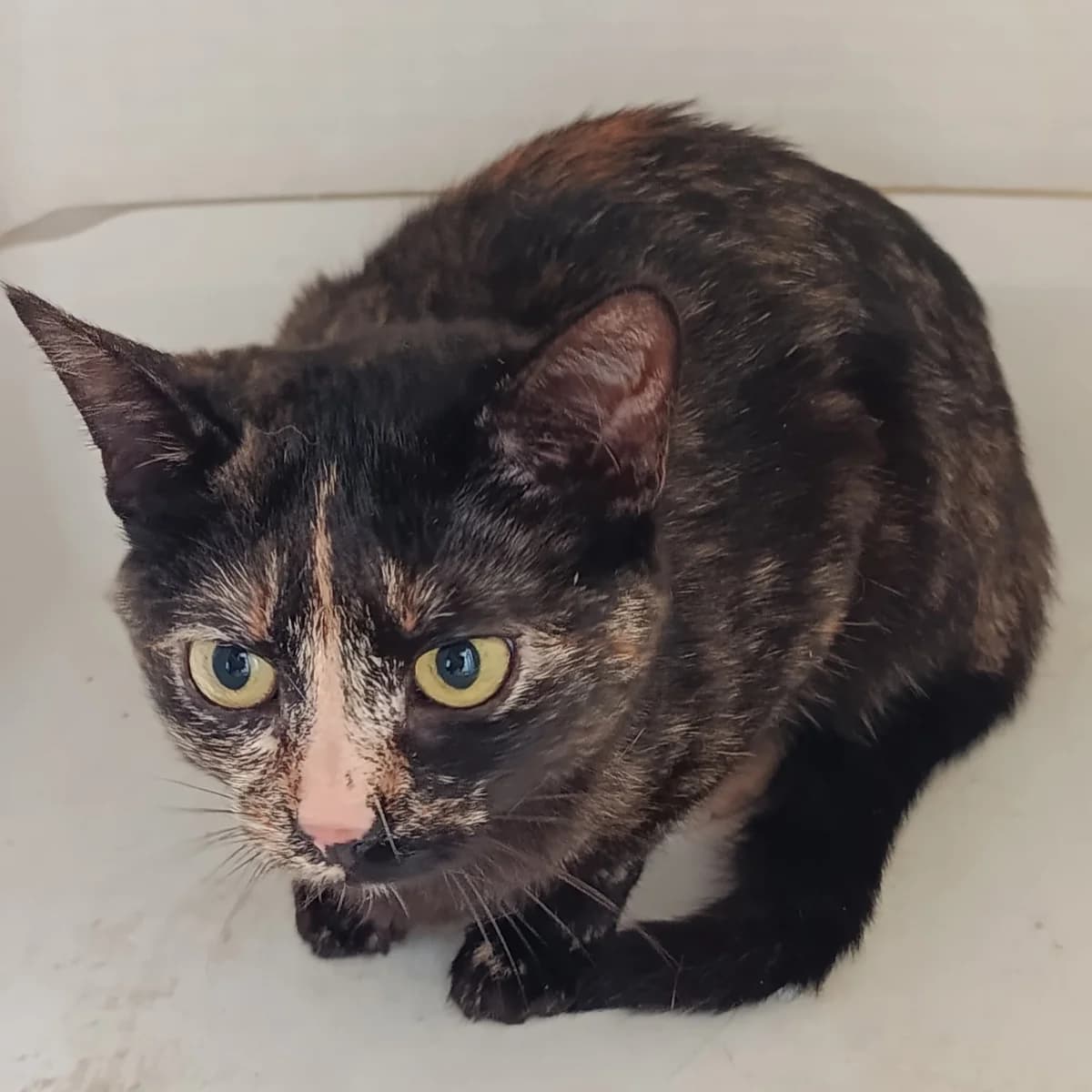 Athéna, female Mixed Breed for adoption at Chats Libres Nîmes