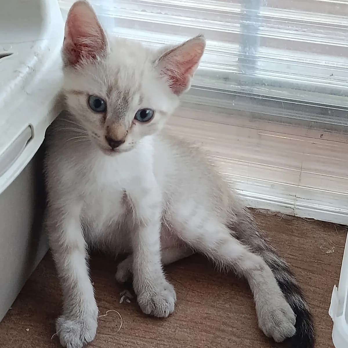 Atlas, Mixed Breed for adoption at Chats Libres Nîmes