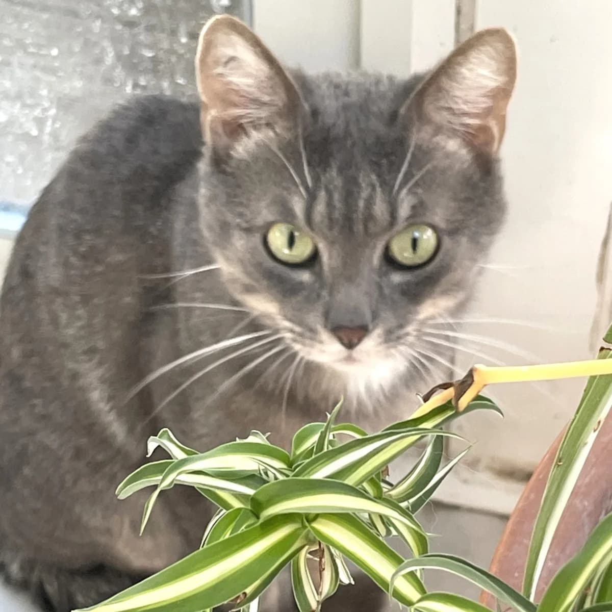Austin, young Mixed Breed for adoption at Chats Libres Nîmes