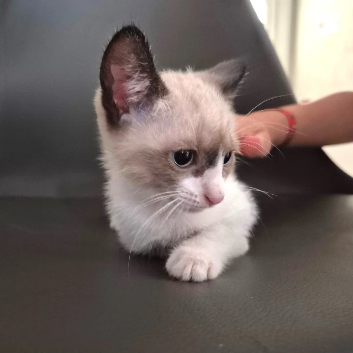 Azur, female Mixed Breed for adoption at Chats Libres Nîmes