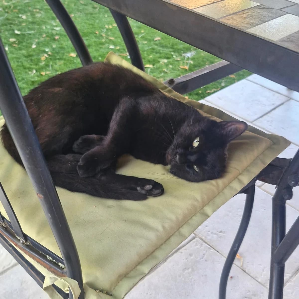 Baghera, young Mixed Breed for adoption at Chats Libres Nîmes