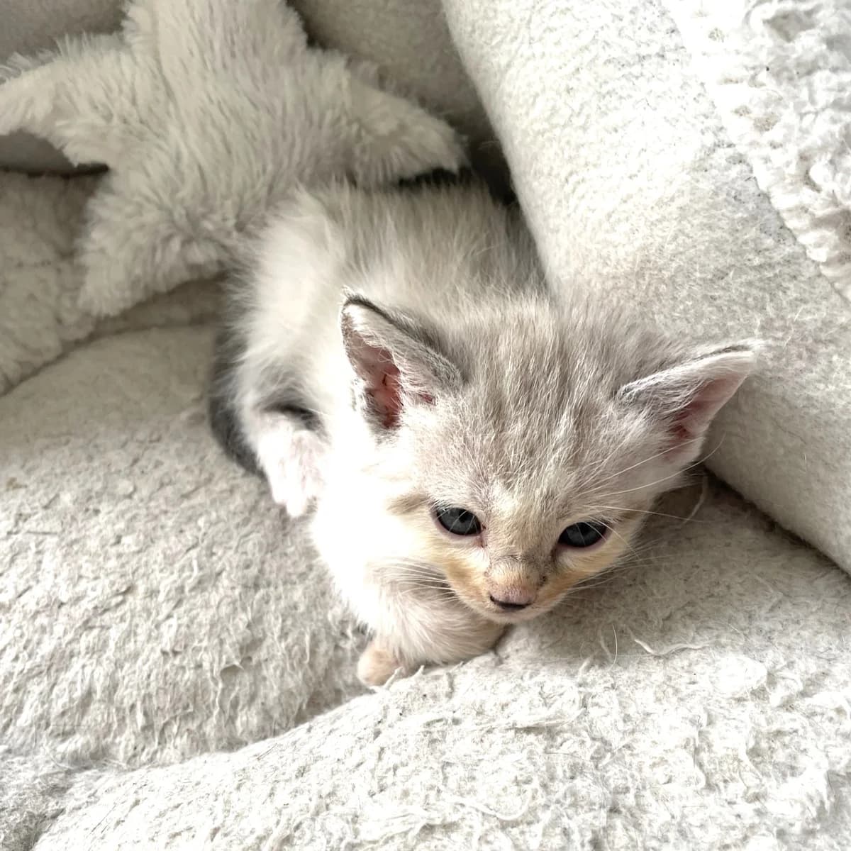 Bambou, female Mixed Breed for adoption at Chats Libres Nîmes