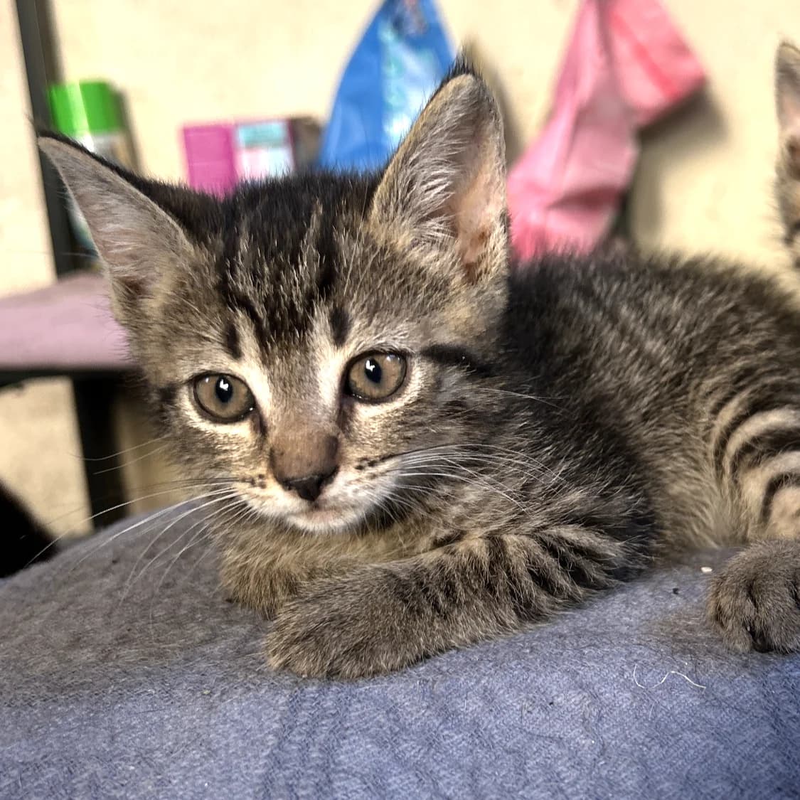 Baya, female Mixed Breed for adoption at Chats Libres Nîmes
