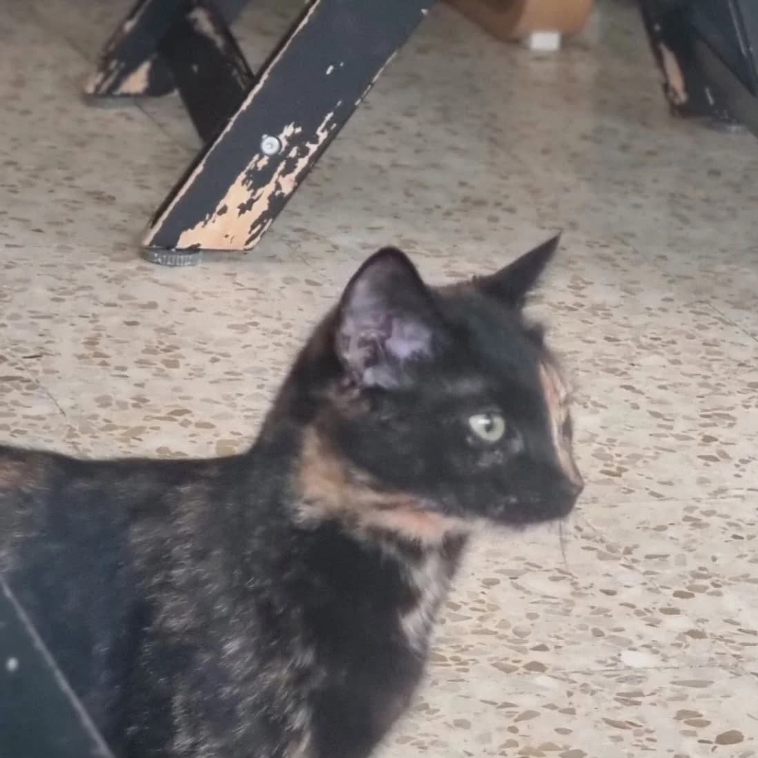 Bella, female young Mixed Breed for adoption at Chats Libres Nîmes