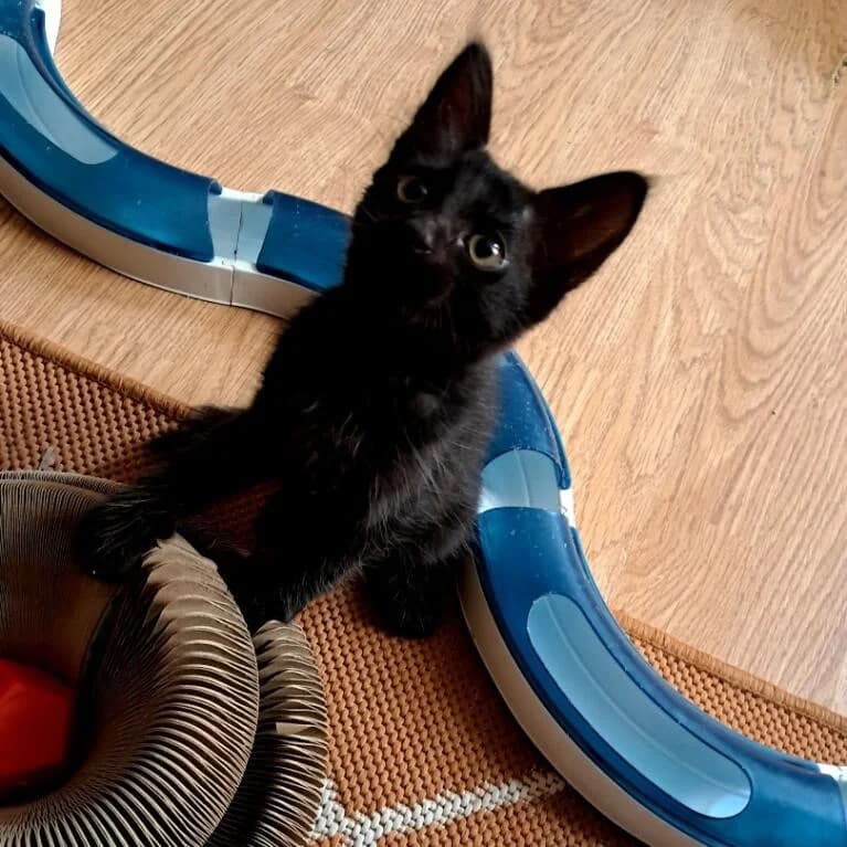 Bella, female Mixed Breed for adoption at Chats Libres Nîmes