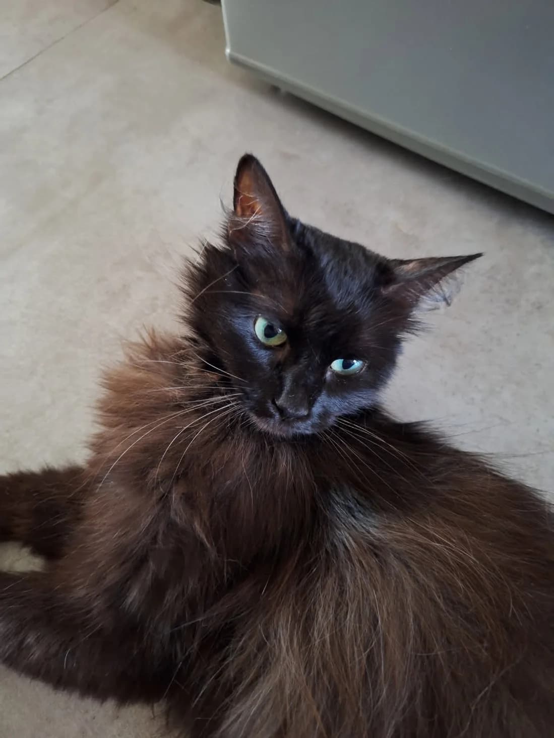 Bella, Mixed Breed for adoption at Chats Libres Nîmes
