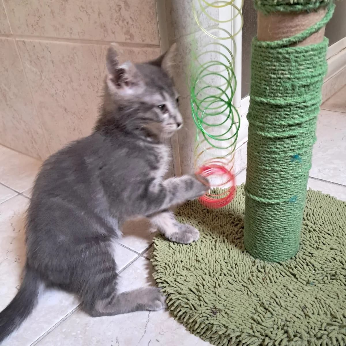 Berlioz, Mixed Breed for adoption at Chats Libres Nîmes