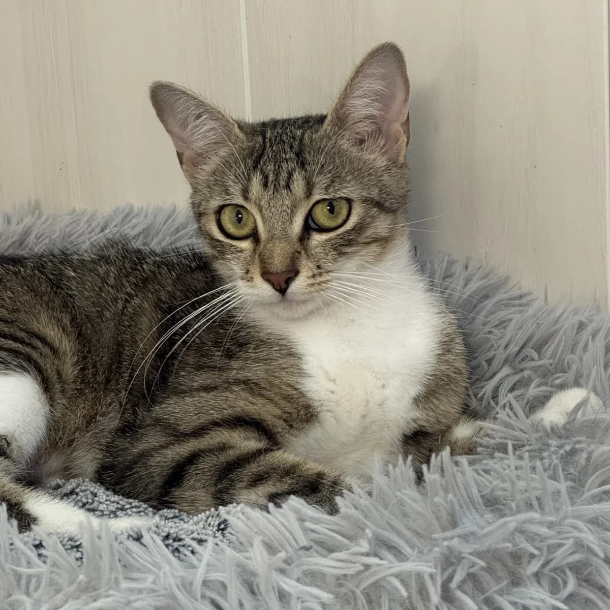 Betty, female young Mixed Breed for adoption at Chats Libres Nîmes