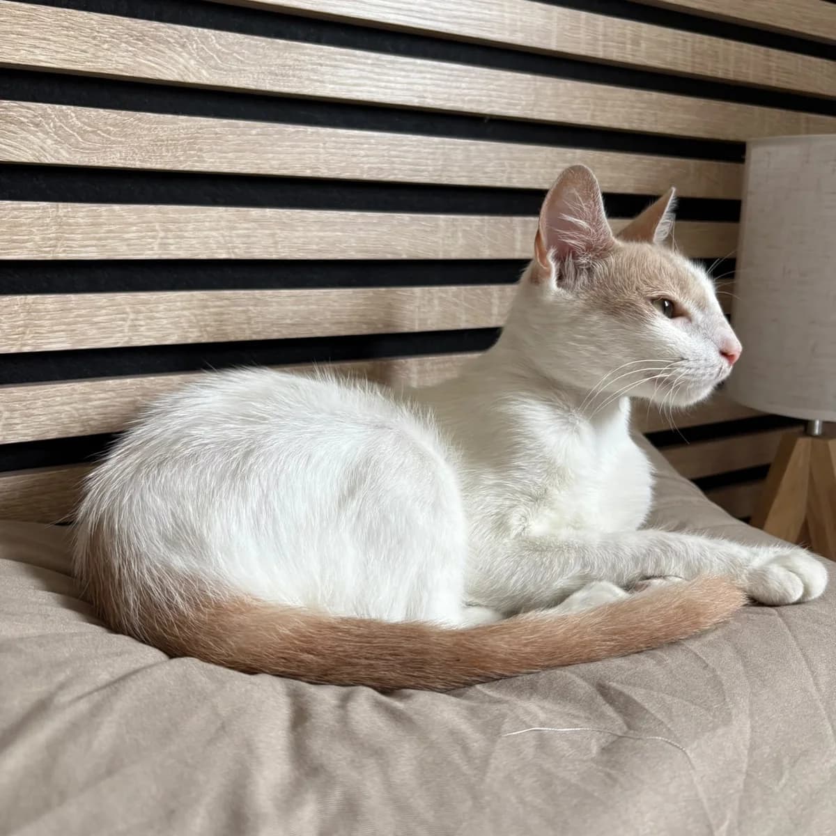 Bianca, young Mixed Breed for adoption at Chats Libres Nîmes
