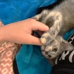 Bibou, female Mixed Breed for adoption at Chats Libres Nîmes